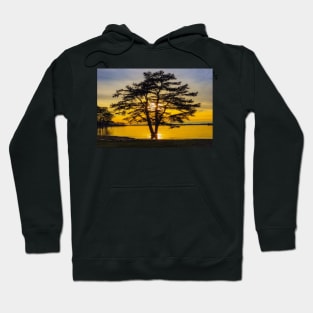 Golden Tree Hoodie